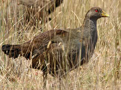 Tasmanian Nativehen