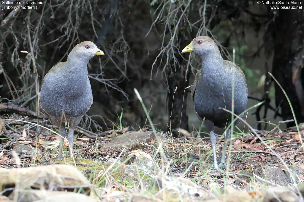 Gallinule de Tasmanieimmature, identification