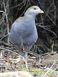 Gallinule de Tasmanie