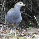 Gallinule de Tasmanie