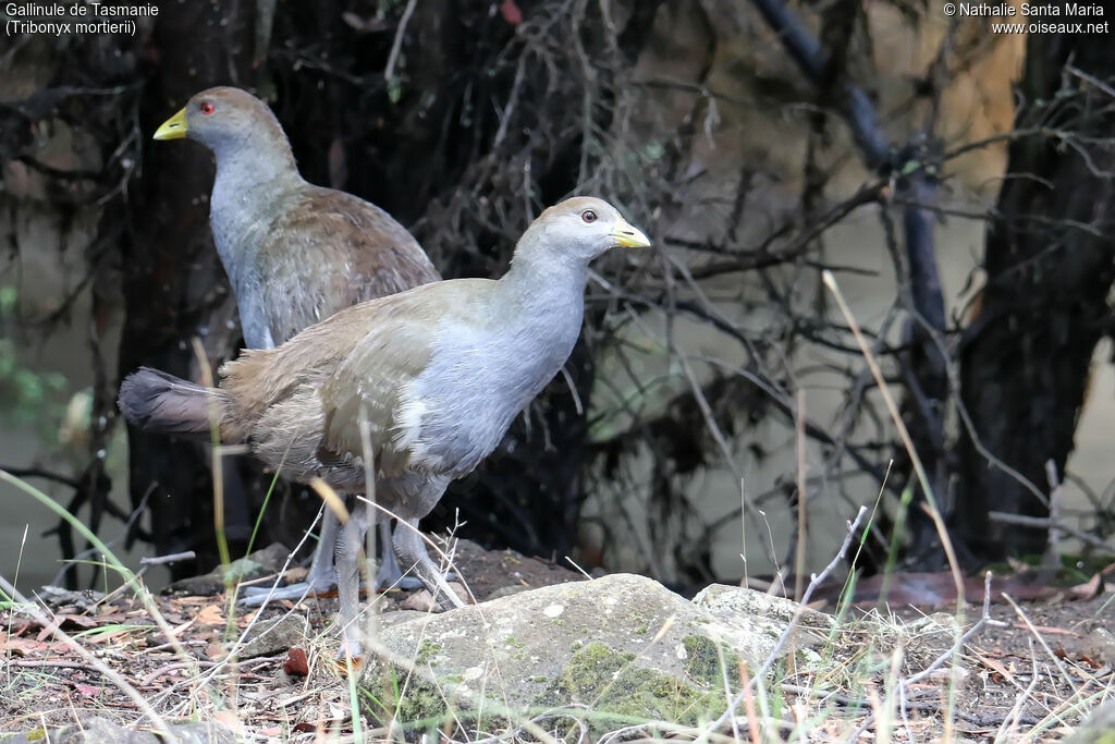 Gallinule de Tasmaniejuvénile, habitat