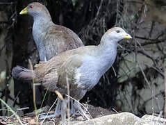 Tasmanian Nativehen