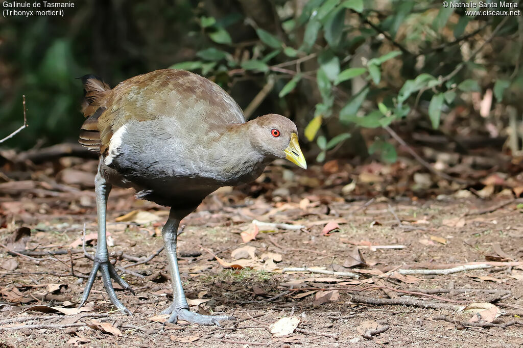 Gallinule de Tasmanieadulte, identification, marche