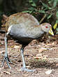 Gallinule de Tasmanie