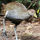 Gallinule de Tasmanie