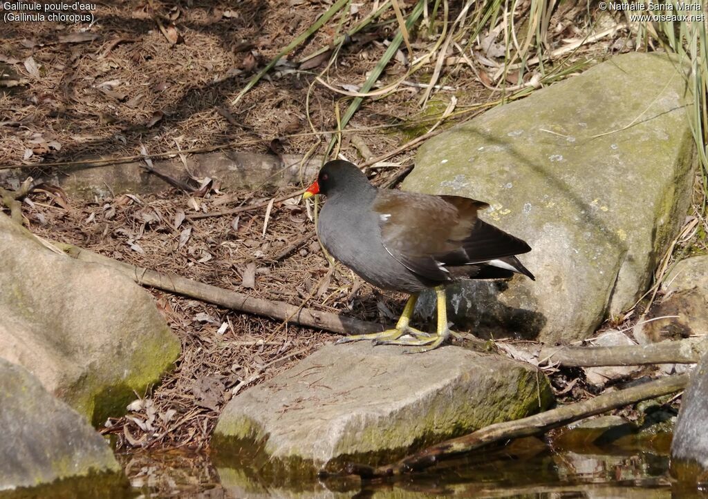 Gallinule poule-d'eauadulte, identification, habitat, marche