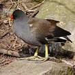 Gallinule poule-d'eau