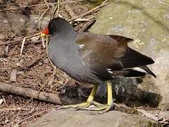 Gallinule poule-d'eau