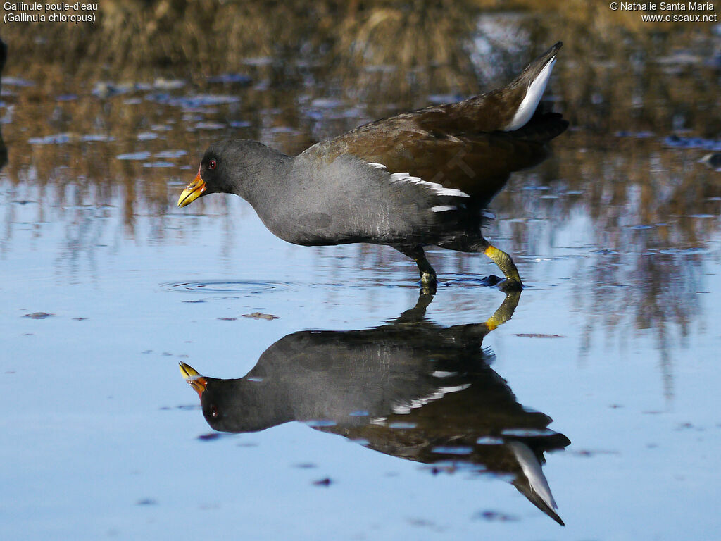 Gallinule poule-d'eauadulte, habitat, marche, Comportement