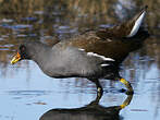 Gallinule poule-d'eau