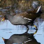 Gallinule poule-d'eau