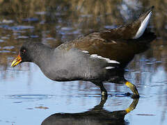 Gallinule poule-d'eau