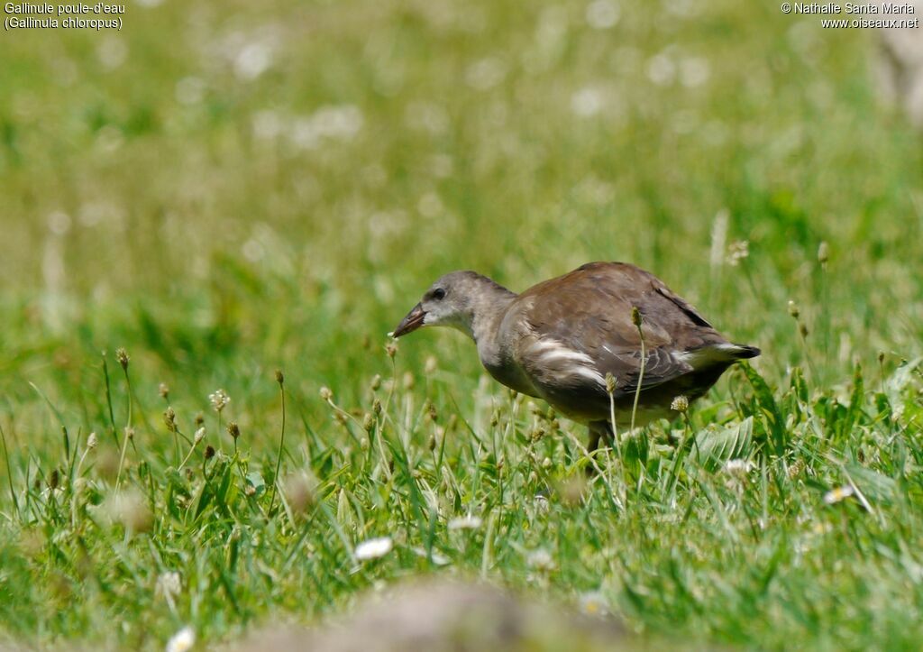 Gallinule poule-d'eauimmature, identification, habitat, marche