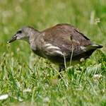 Gallinule poule-d'eau