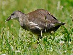 Gallinule poule-d'eau