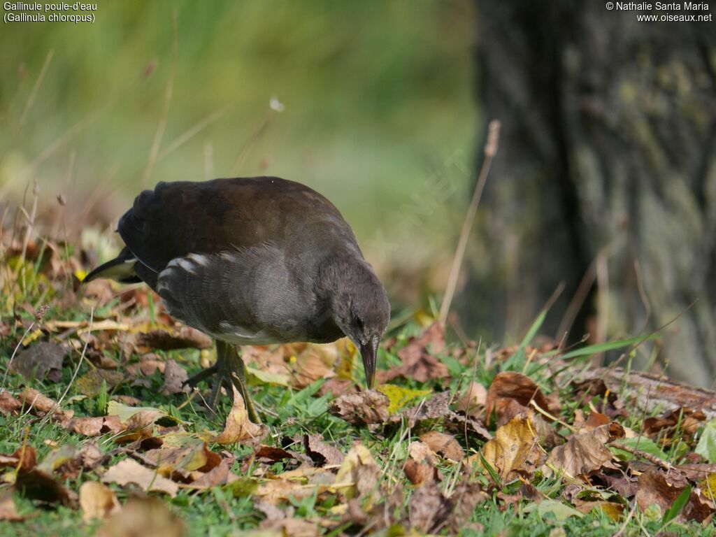 Gallinule poule-d'eauimmature, identification, habitat, marche