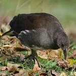 Gallinule poule-d'eau