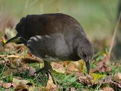 Common Moorhen