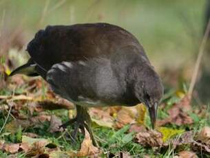 Gallinule poule-d'eau