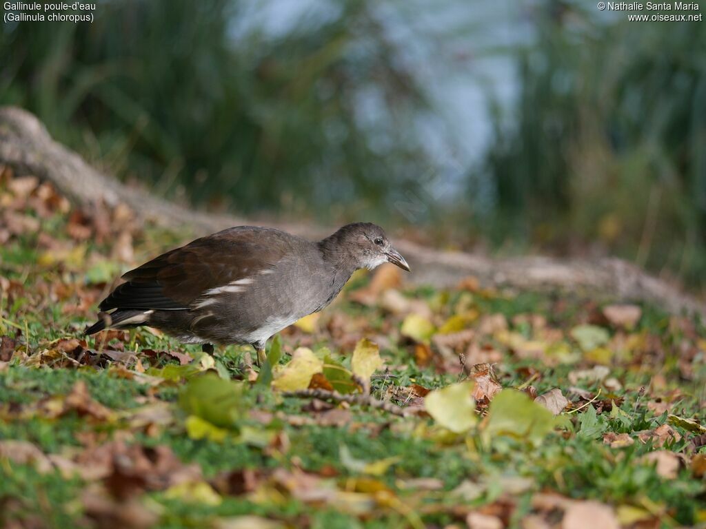 Common Moorhenimmature, identification, habitat, walking