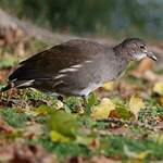 Gallinule poule-d'eau