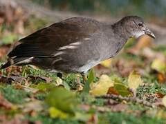 Common Moorhen