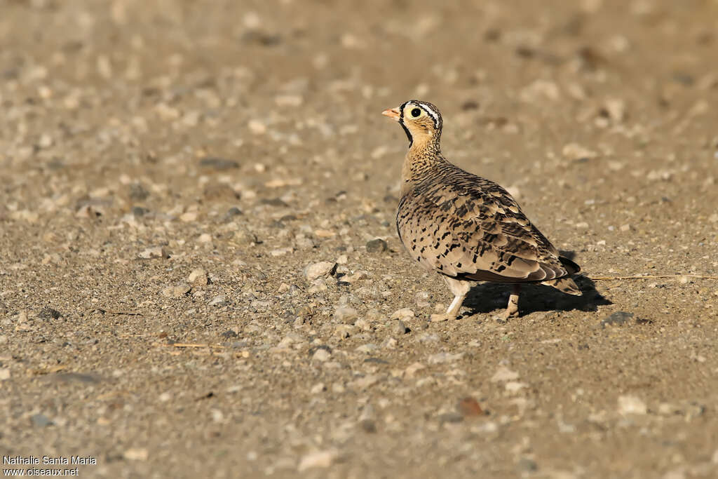 Black-faced Sandgrouse male adult, walking