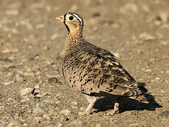 Black-faced Sandgrouse