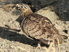 Black-faced Sandgrouse