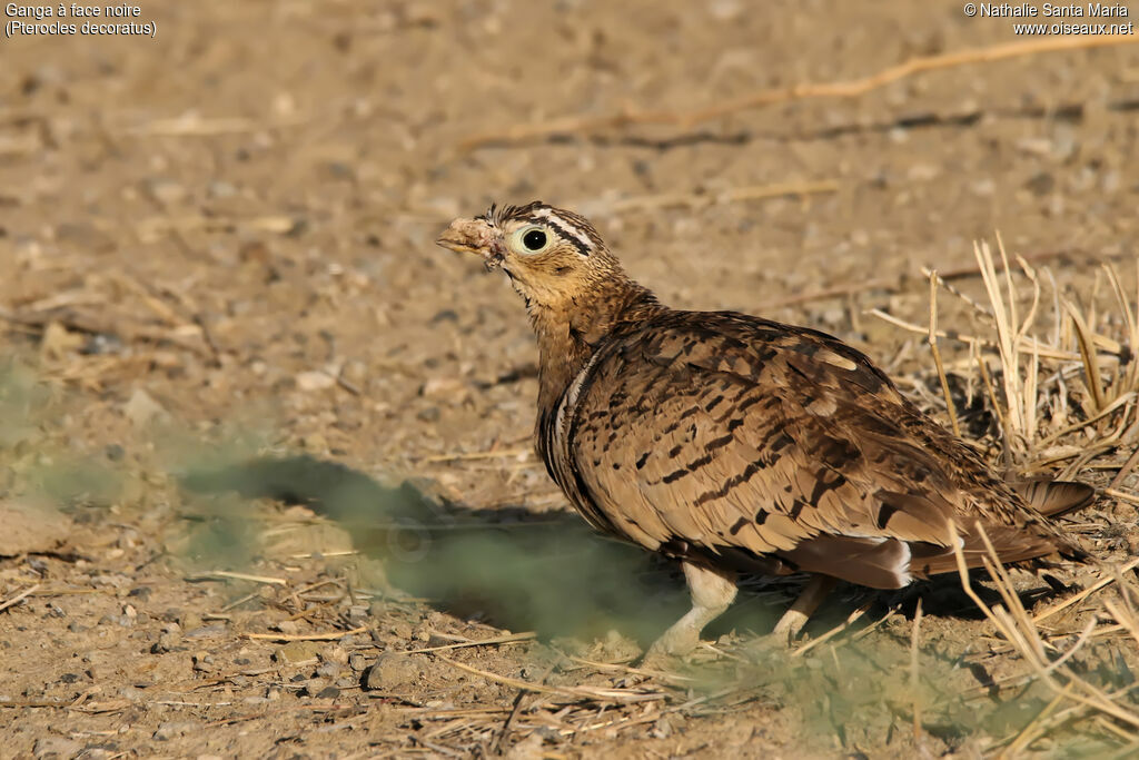 Black-faced Sandgrouse, identification, habitat, walking