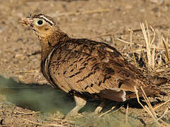 Black-faced Sandgrouse