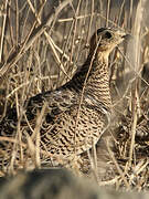 Black-faced Sandgrouse