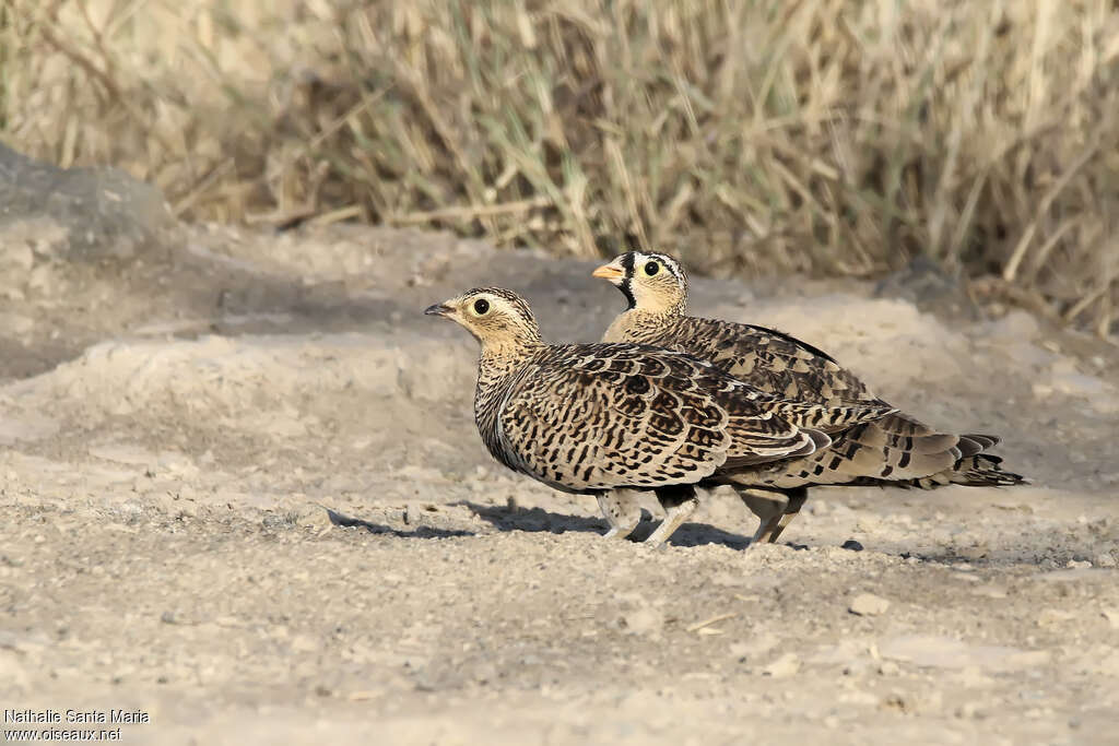 Black-faced Sandgrouseadult, habitat, walking