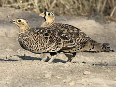 Black-faced Sandgrouse