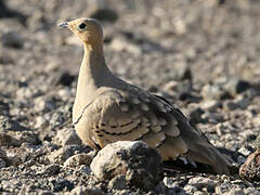 Chestnut-bellied Sandgrouse