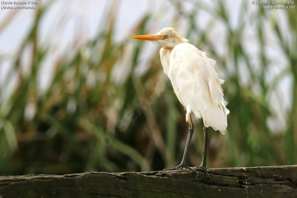 Eastern Cattle Egretadult breeding, identification