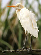 Eastern Cattle Egret