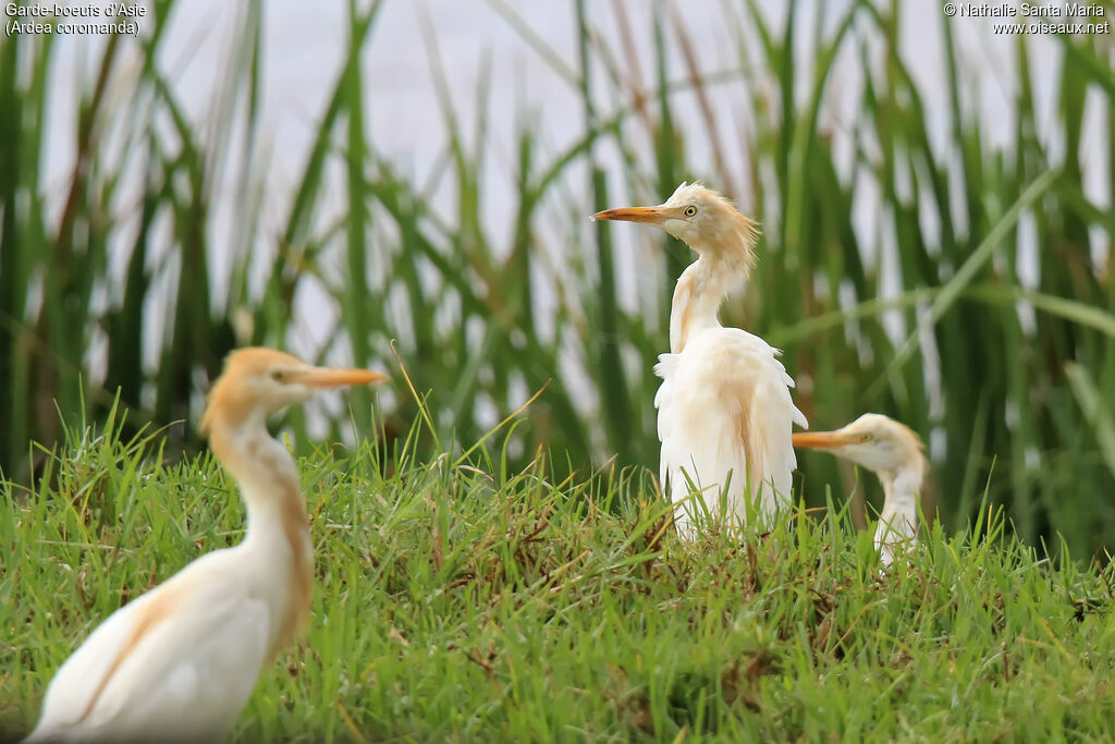 Eastern Cattle Egretadult breeding, identification