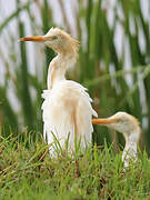 Eastern Cattle Egret