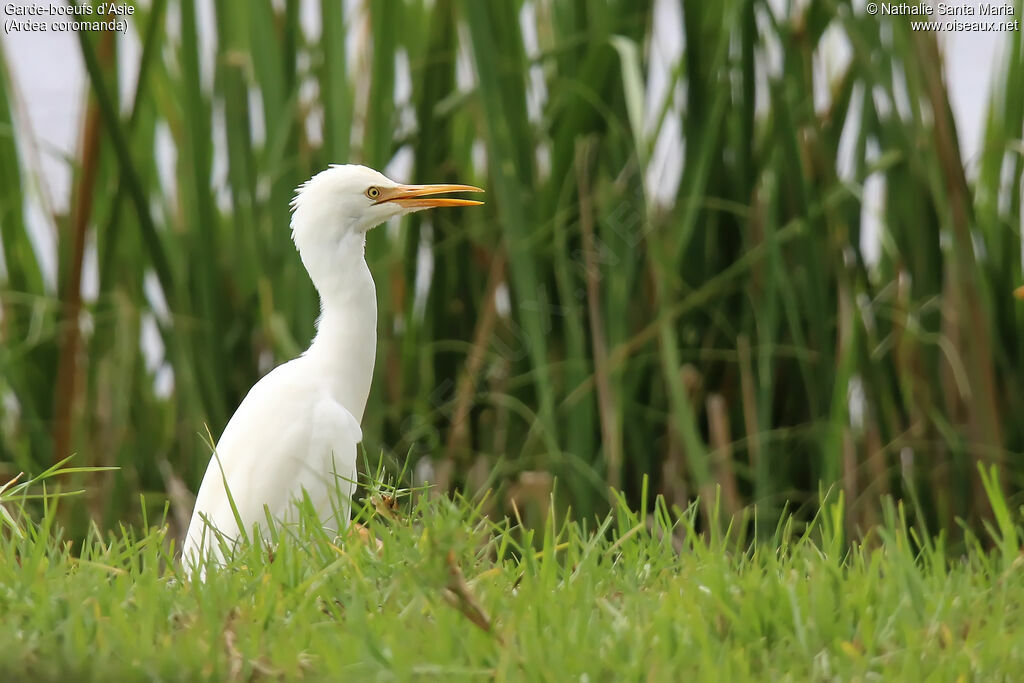 Eastern Cattle Egretadult post breeding, identification