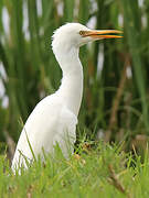 Eastern Cattle Egret