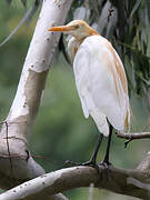 Eastern Cattle Egret