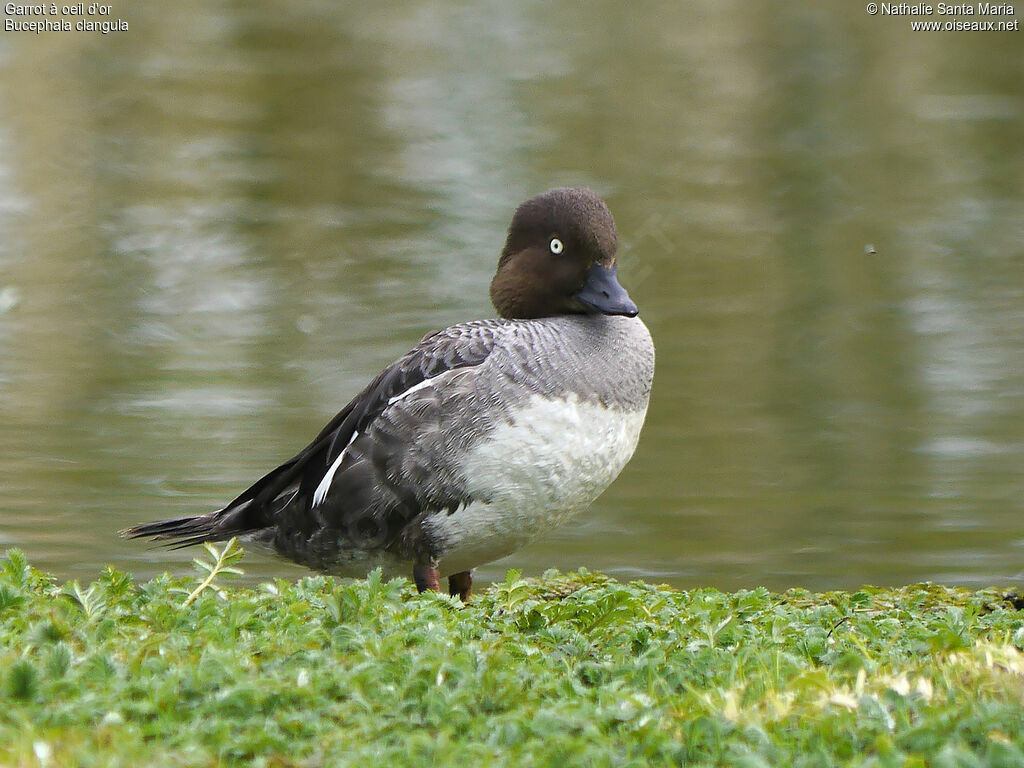 Common Goldeneye female adult, identification, habitat