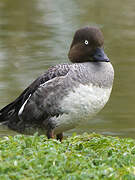 Common Goldeneye