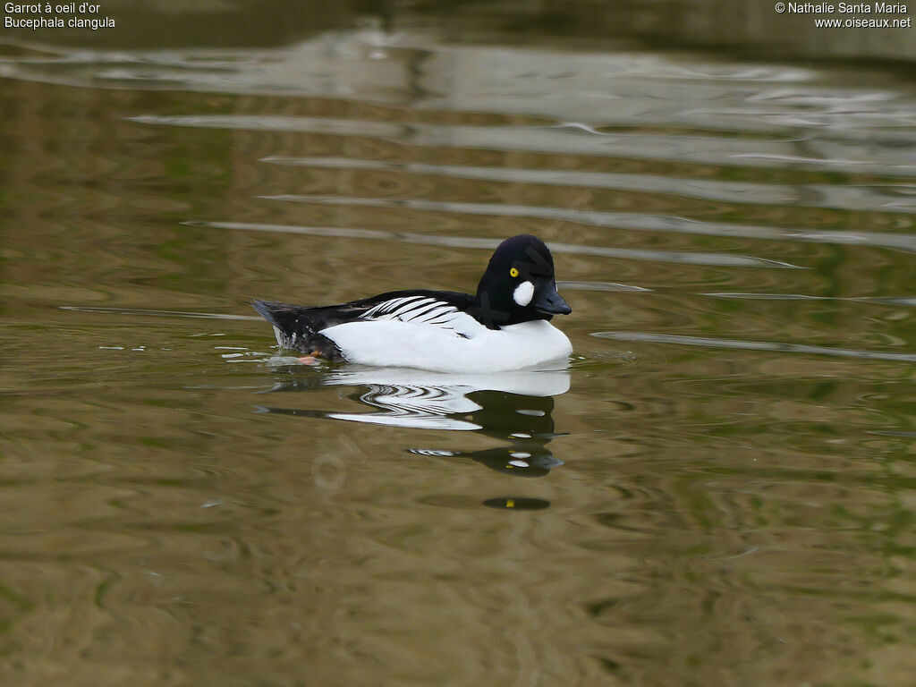 Common Goldeneye male adult breeding, identification, habitat, swimming