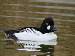 Common Goldeneye