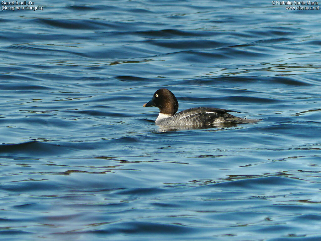 Common Goldeneye female adult, identification, habitat, swimming