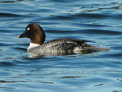 Common Goldeneye