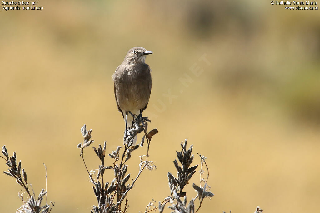 Black-billed Shrike-Tyrantadult, identification