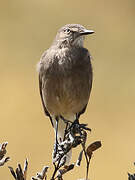 Black-billed Shrike-Tyrant